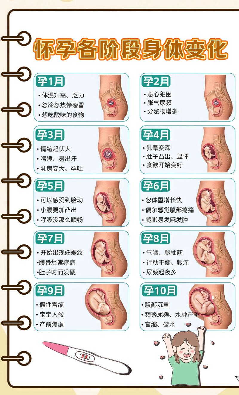 揭秘供卵代孕妈妈怀孕小腹分两节，孕期变化的奥秘福州代生机构:
